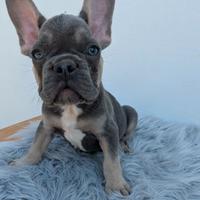 Bulldog francese tan merle