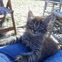 Cucciolo gattino Angora