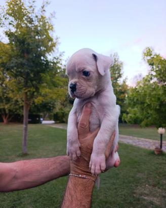 Cucciolo boxer bianco 