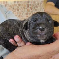 Cuccioli di cane CORSO