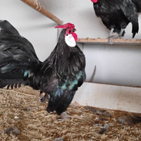 Galline ornamentali