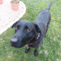 Labrador maschio per cucciolata