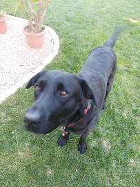Labrador maschio per cucciolata