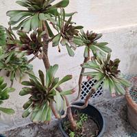 Piante aeonoum arboreum