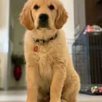 Cuccioli di golden Retriever con pedigree