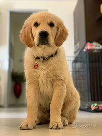 Cuccioli di golden Retriever con pedigree