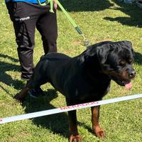 Rottweiler Per Accoppiamento