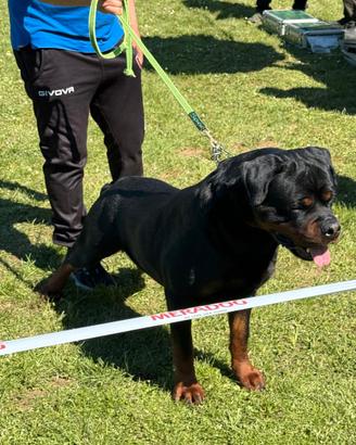 Rottweiler Per Accoppiamento