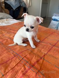 Chihuahua femminuccia
