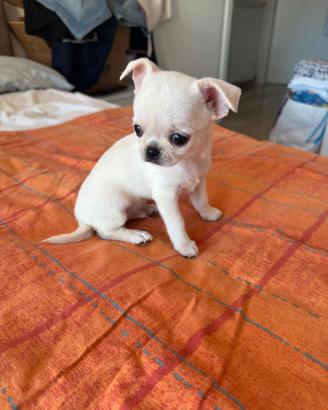 Chihuahua femminuccia