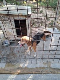 beagle Harrier 