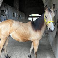 Cavallo Buckskin quarter horse