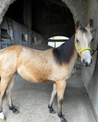 Cavallo Buckskin quarter horse