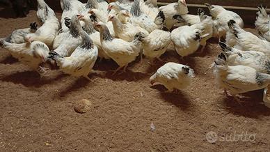 Pollastre galline