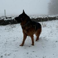 Pastore Tedesco per monta