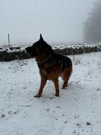 Pastore Tedesco per monta