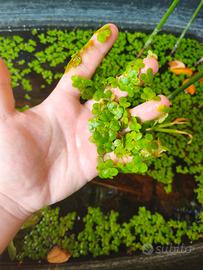 pianta galleggiante Azolla 