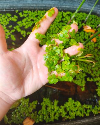 pianta galleggiante Azolla 