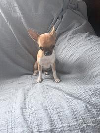 Cucciolo chiuhahua