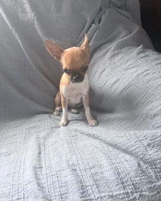 Cucciolo chiuhahua