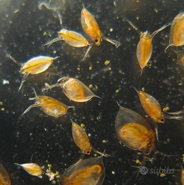 Daphnia