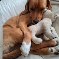 Beagle