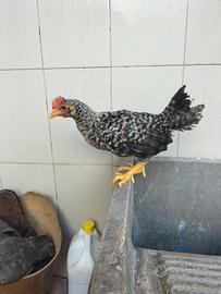 Galletto olive egger (legbar X marans) uova verdi