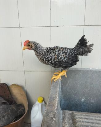 Galletto olive egger (legbar X marans) uova verdi