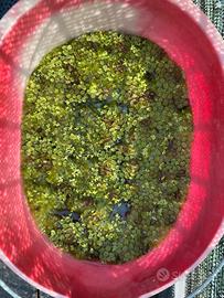 Salvinia natans e lemna minor