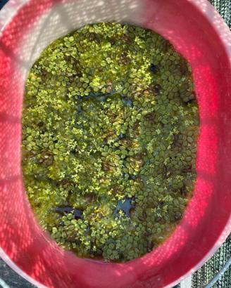 Salvinia natans e lemna minor