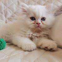 Persiano bianco