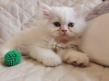 Persiano bianco