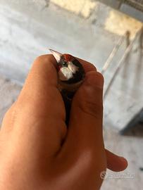 Cardellina femmina