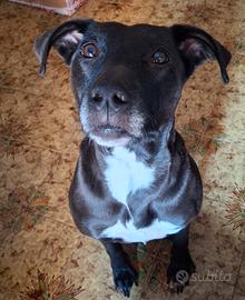 cane femmina sterelizzata
