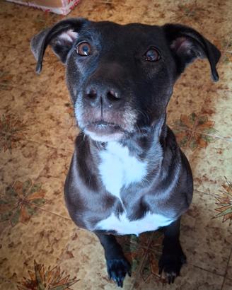 cane femmina sterelizzata