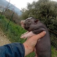 Disponibili maialini vietnamiti