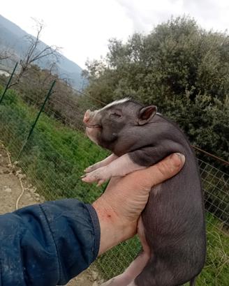 Disponibili maialini vietnamiti