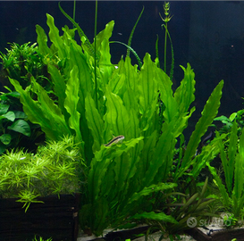 Pianta Echinodorus Martii