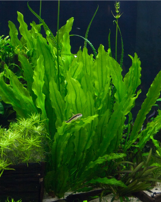 Pianta Echinodorus Martii