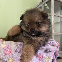 Spitz spitz cuccioli