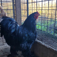 Gallo nero Gigante