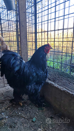 Gallo nero Gigante