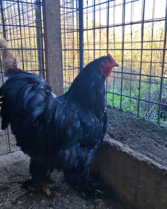 Gallo nero Gigante