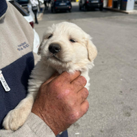 Golden retriever femmina