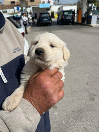 Golden retriever femmina