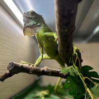 Iguana verde