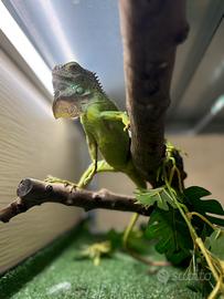 Iguana verde
