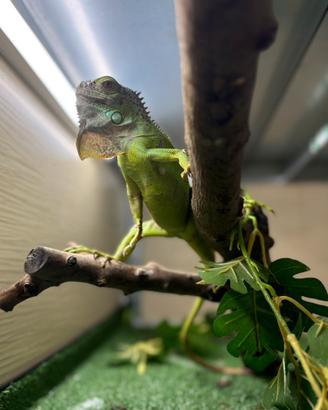 Iguana verde