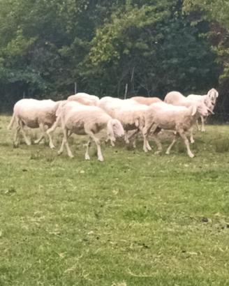 Pecore bergamasche già prenotate