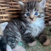 Cuccioli maschi di gatto siberiano